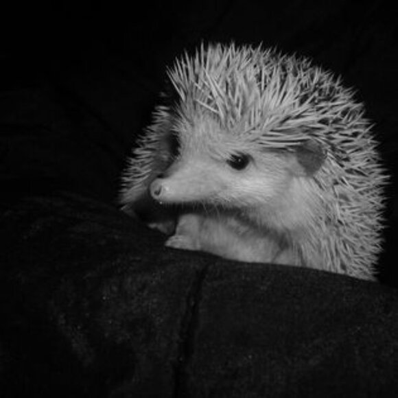 Meet your Posher, Christine - Picture 5 of 9